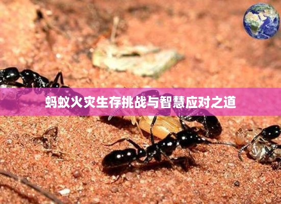 蚂蚁火灾生存挑战与智慧应对之道