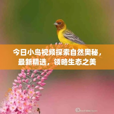 今日小鸟视频探索自然奥秘，最新精选，领略生态之美