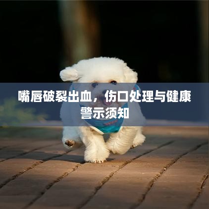 嘴唇破裂出血，伤口处理与健康警示须知