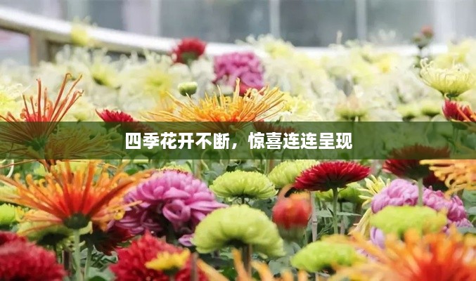 四季花开不断，惊喜连连呈现